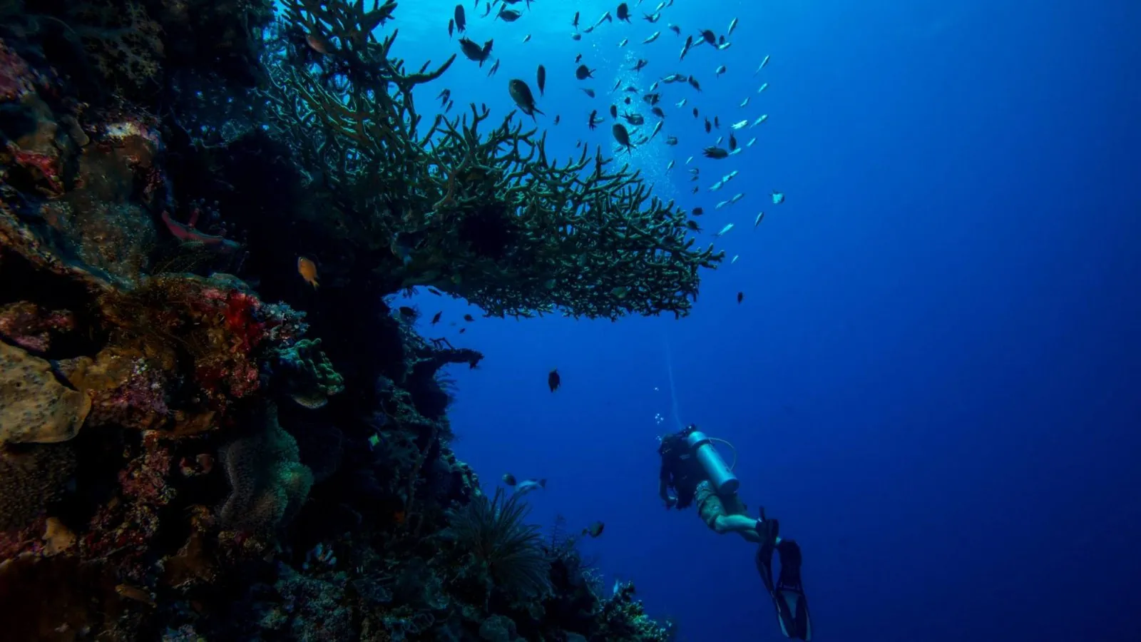 Atauro Island diving